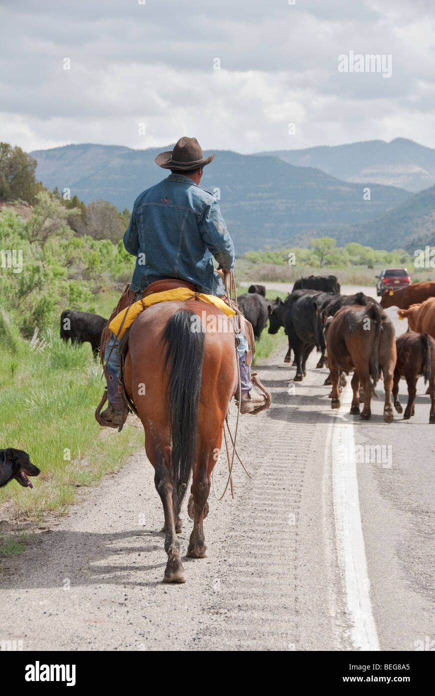 cowboy on horseback using rope to drive cattle along a public highway in western Colorado cattle dog assisting Stock Photo