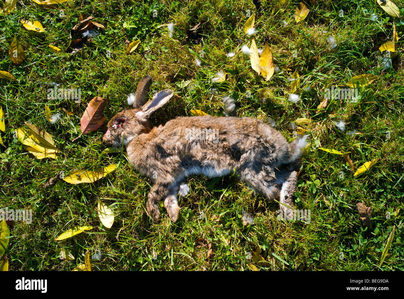 Dead rabbit in grass hires stock photography and images Alamy