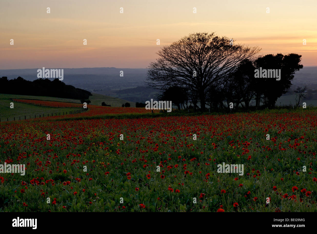 Red Poppies Black Field High Resolution Stock Photography and Images ...