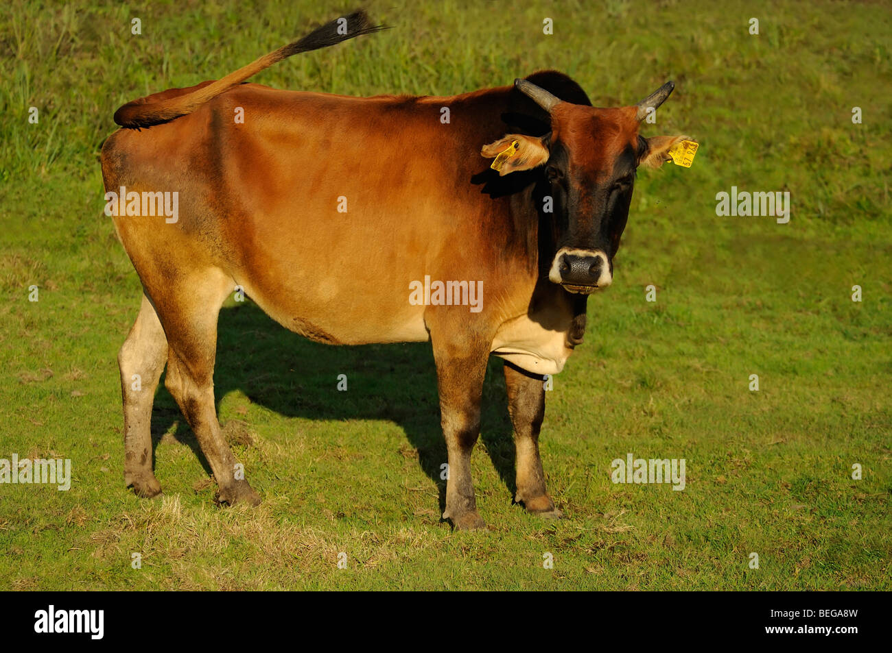 Zwergzebu, Kuh (Bos taurus indicus, Bos indicus) Pygmy Zebu Cattle, Cow • Ostalbkreis, Baden-Wuerttemberg, Deutschland, Germany Stock Photo
