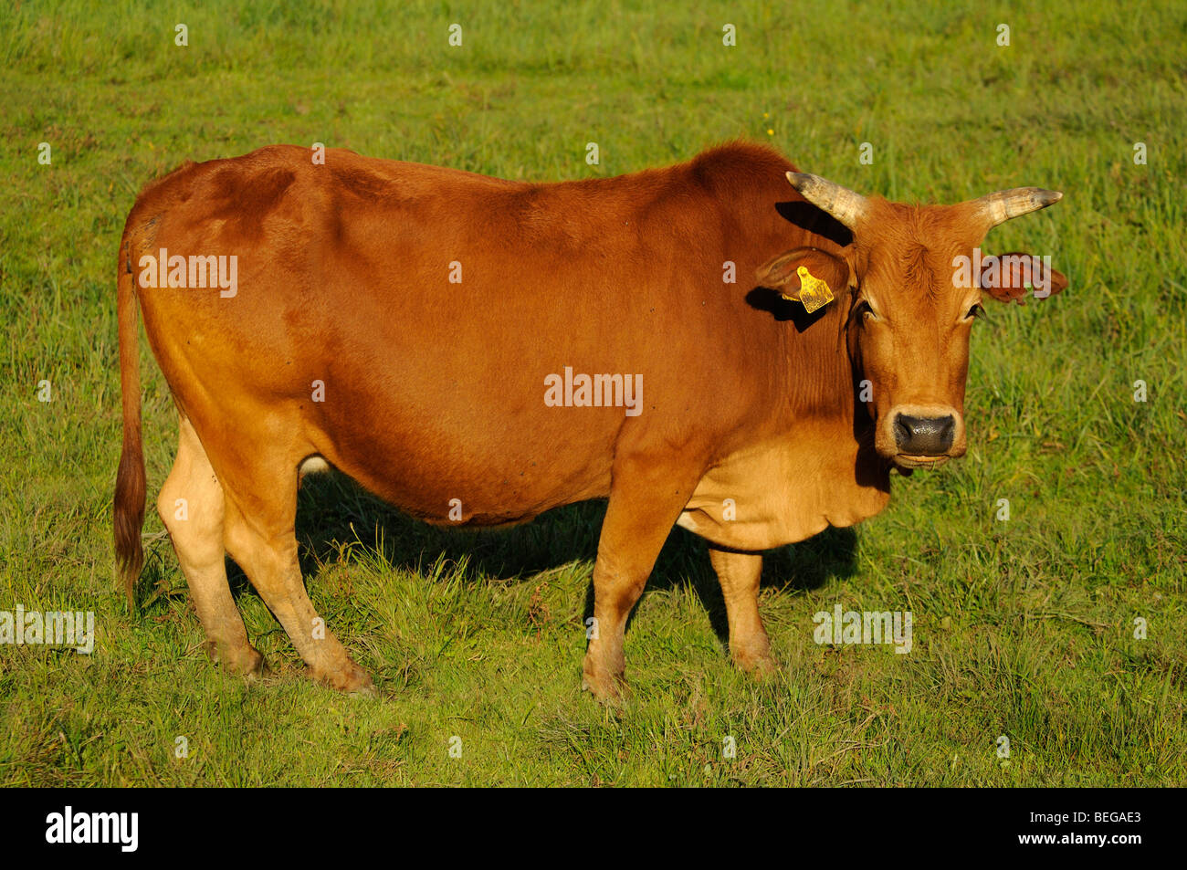 Zwergzebu, Kuh (Bos taurus indicus, Bos indicus) Pygmy Zebu Cattle, Cow • Ostalbkreis, Baden-W rttemberg, Deutschland, Germany Stock Photo