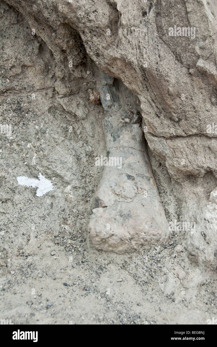 Colorado Dinosaur National Monument Fossil Discovery Trail white arrow points to leg bone Stock Photo