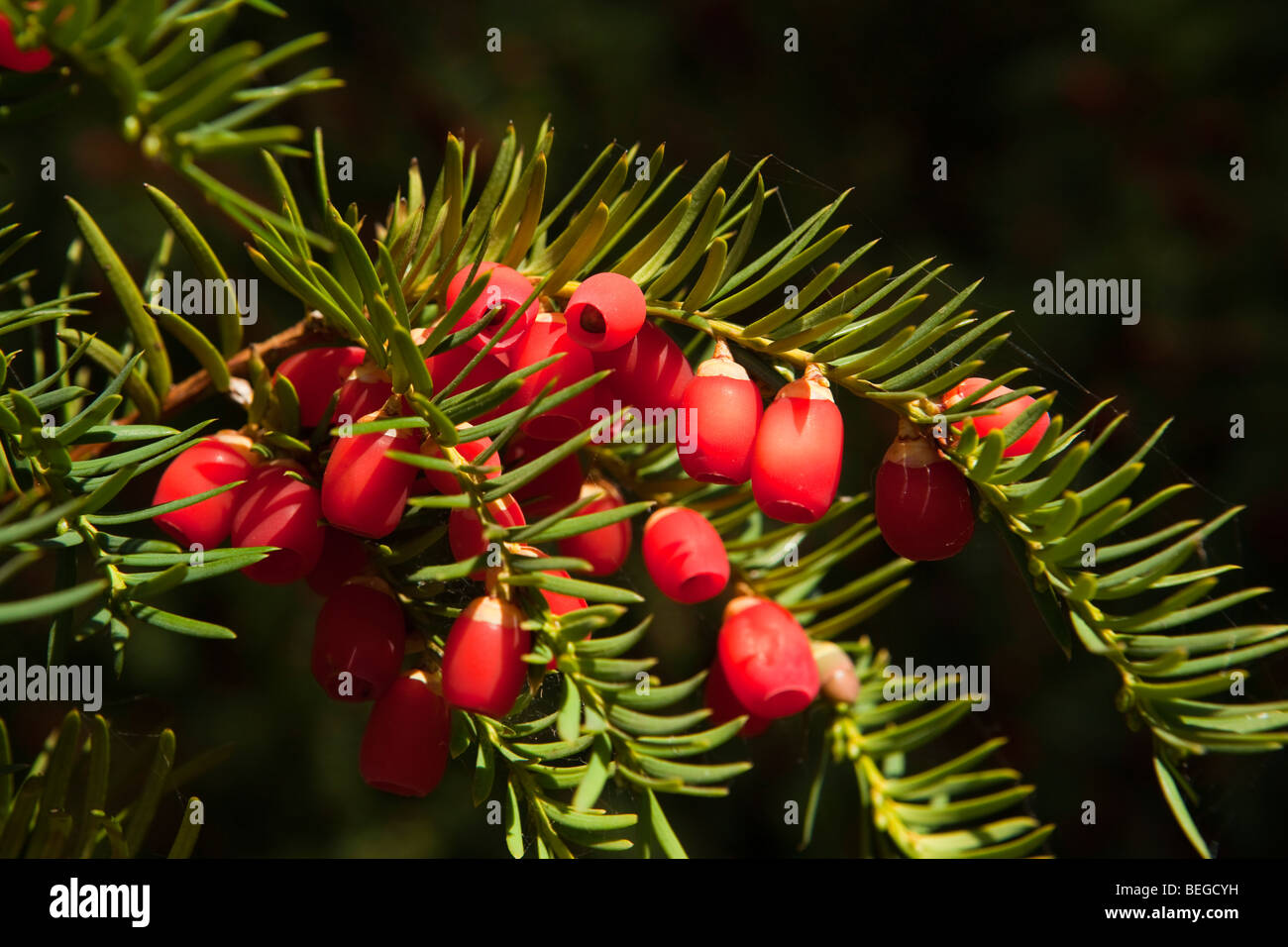 England, Cambridgeshire, Hemingford Grey, St James’ Churchyard, ripe red yew tree berries Stock Photo