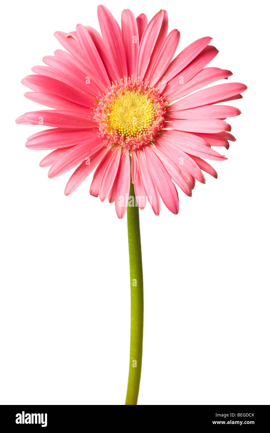 pink daisy isolated on a pure white background Stock Photo - Alamy