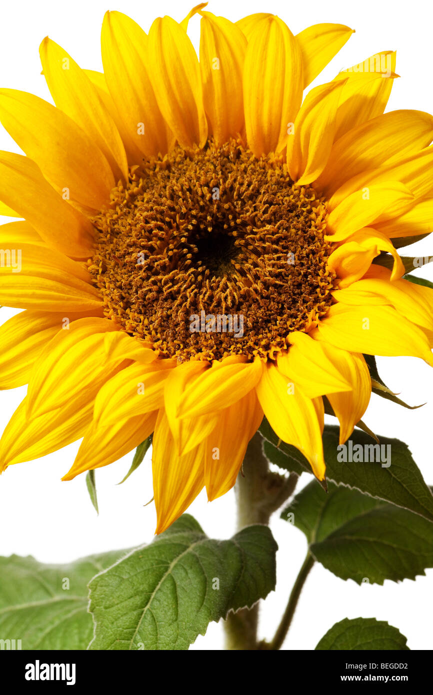 sunflower isolated on a pure white background Stock Photo - Alamy