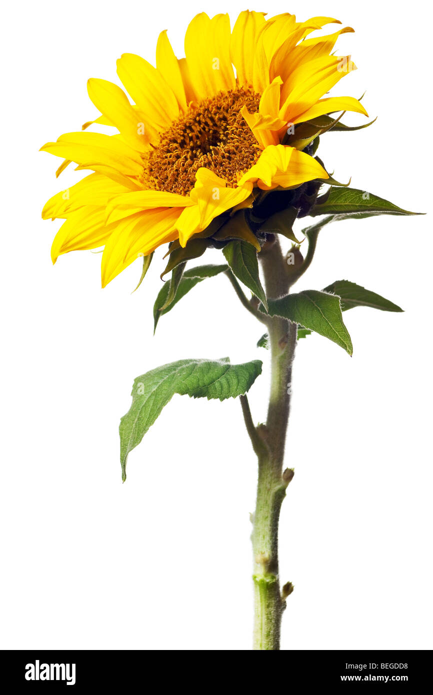 sunflower isolated on a pure white background Stock Photo - Alamy