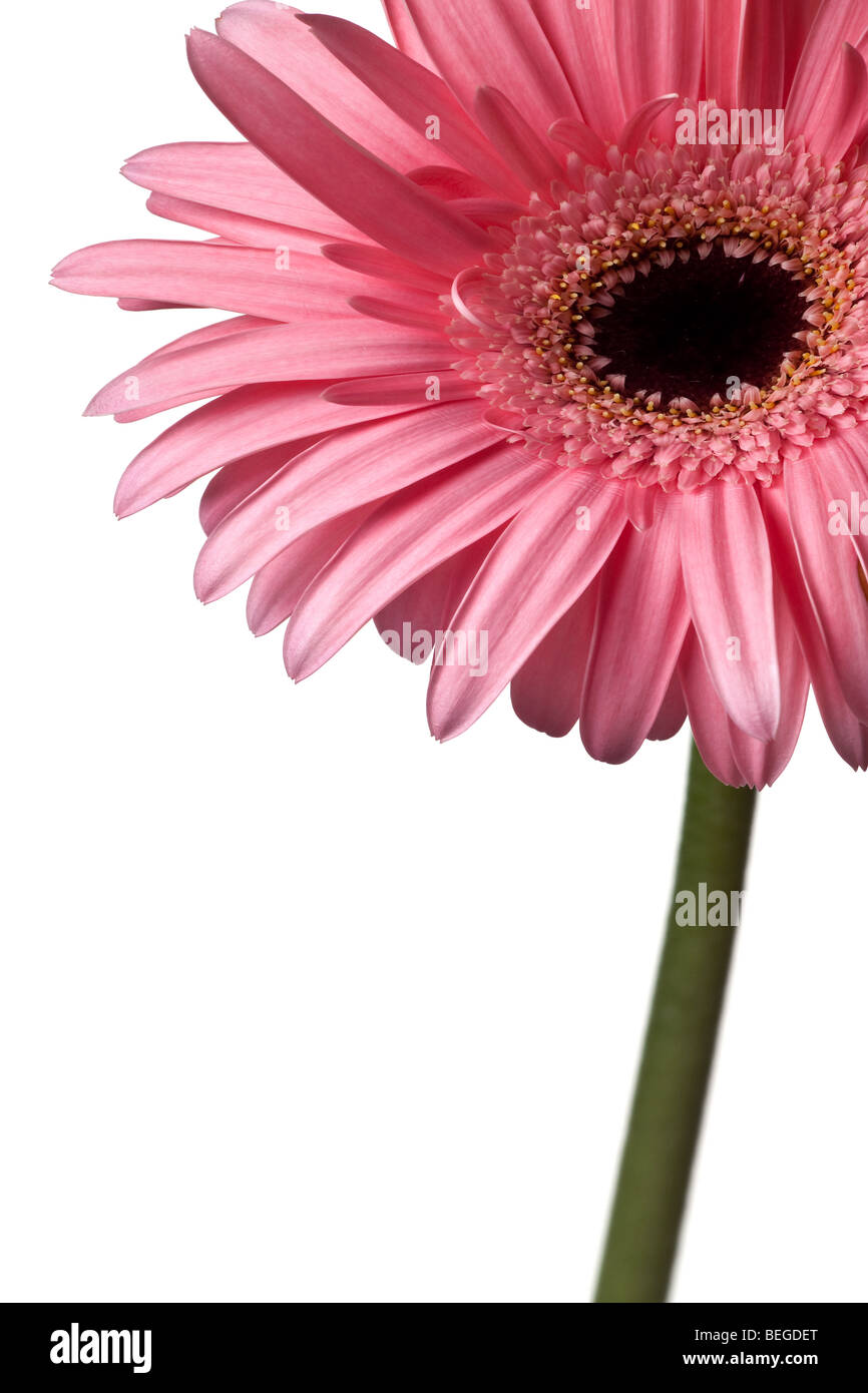 pink daisy isolated on a pure white background Stock Photo - Alamy