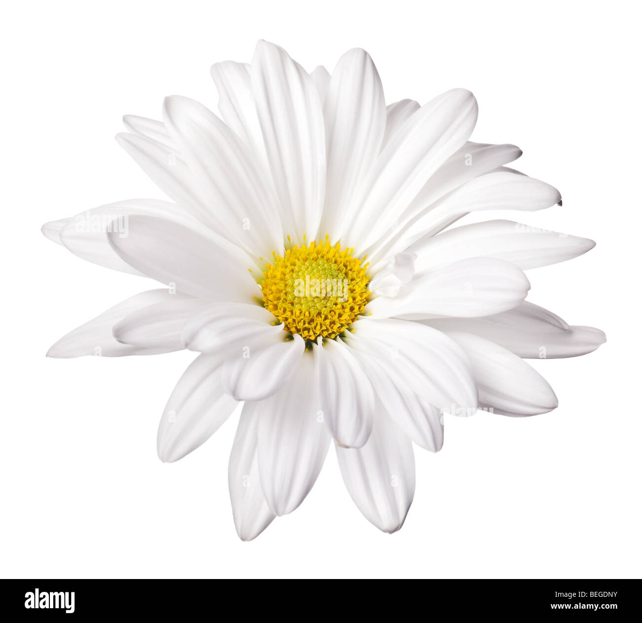 daisy isolated on a pure white background Stock Photo