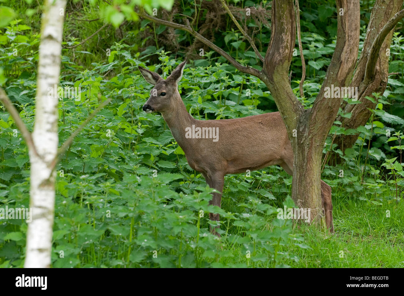 Roe Deer: Capreolus capreolus. Female. Stock Photo