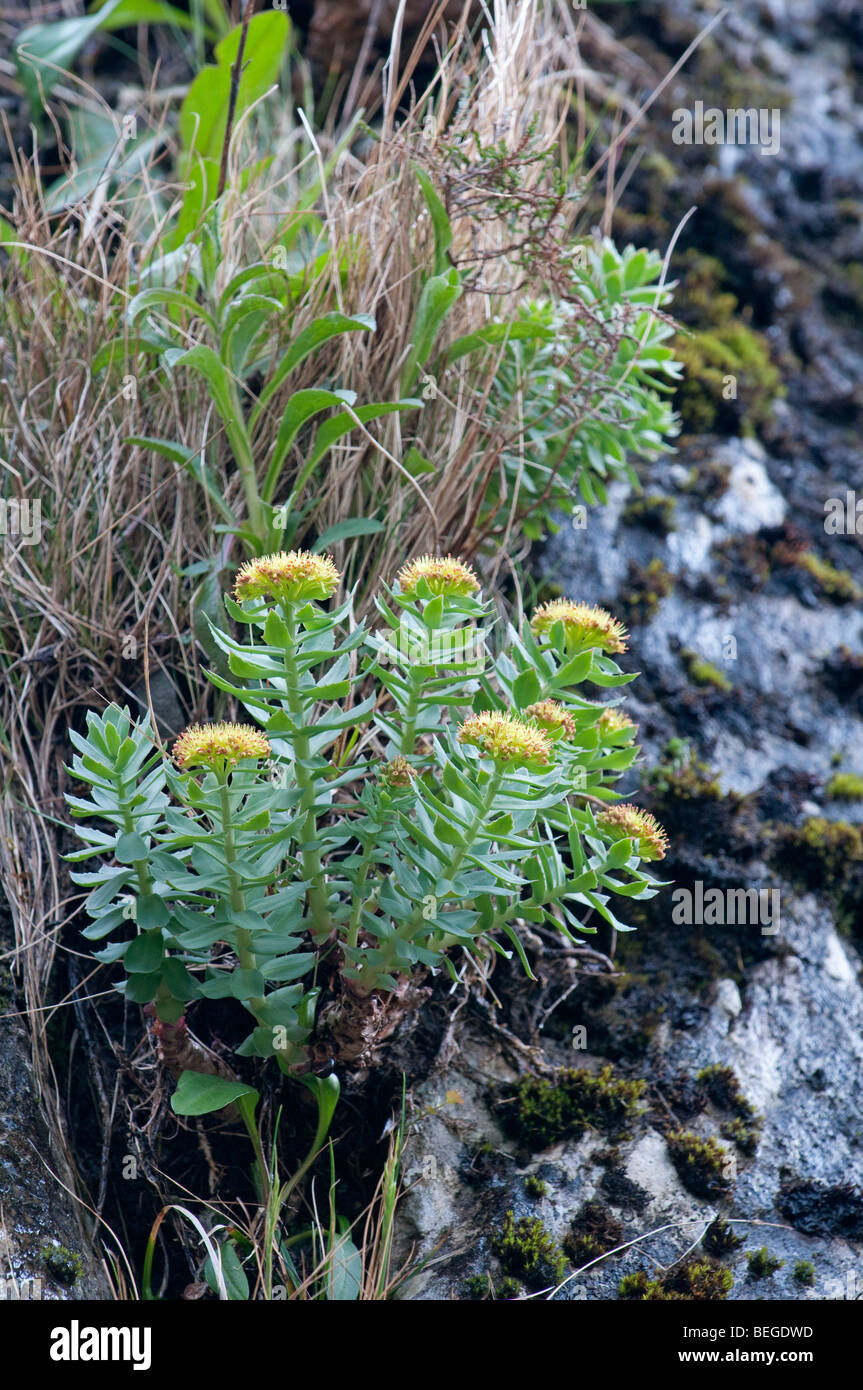 Roseroot: Rhodiola rosea, Snowdonia, Wales Stock Photo