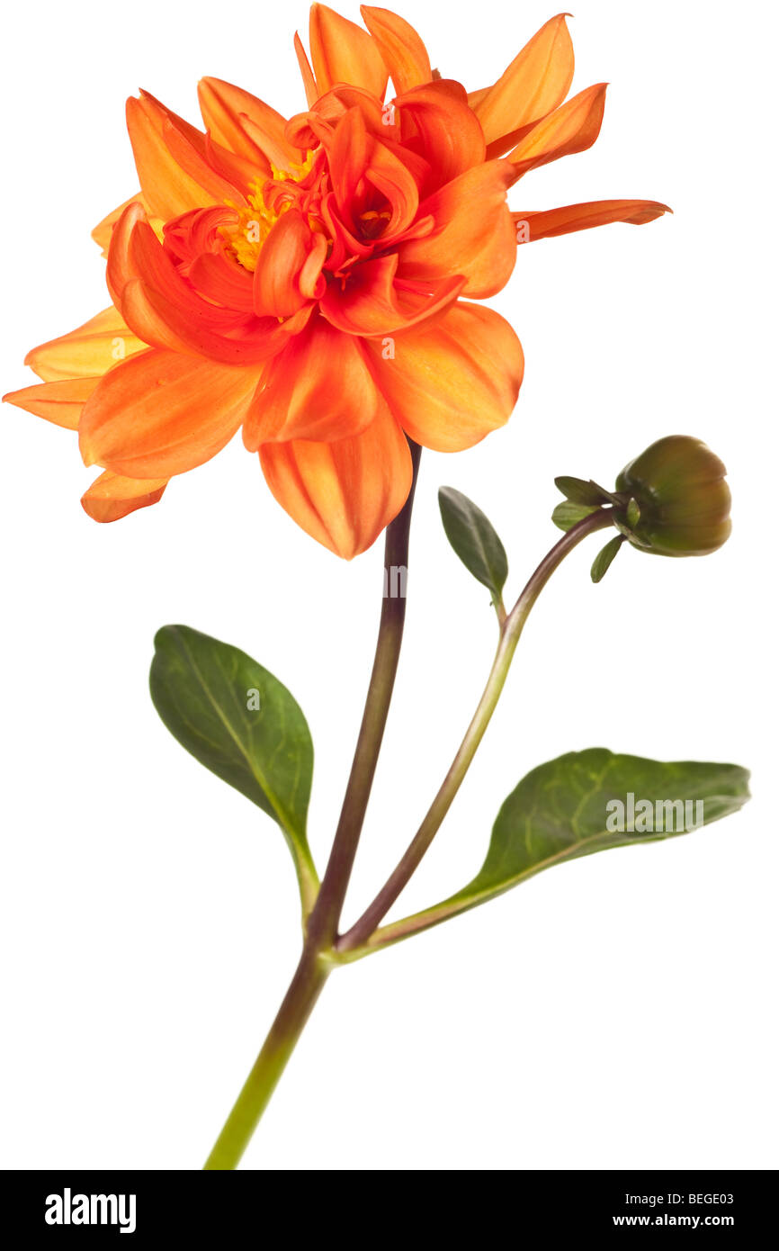 dahlia isolated on a pure white background Stock Photo - Alamy