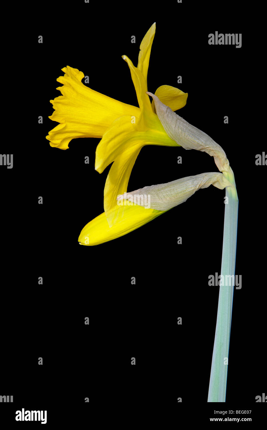 Daffodil. Time - lapse image of bud opening. 8 hours apart. Digital composite. Stock Photo