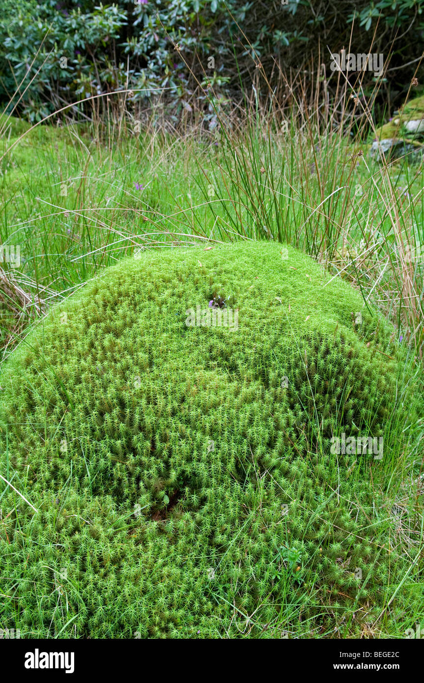 Moss: Polytrichum commune, Snowdonia, Wales. Largest British moss species. Stock Photo