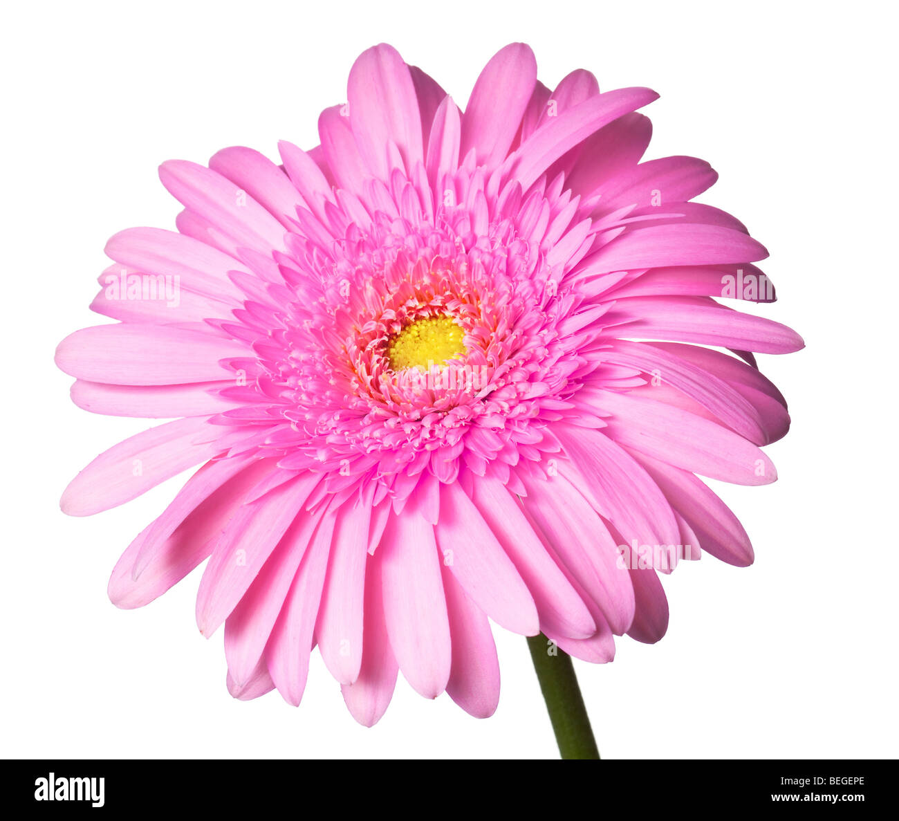 pink daisy isolated on a pure white background Stock Photo