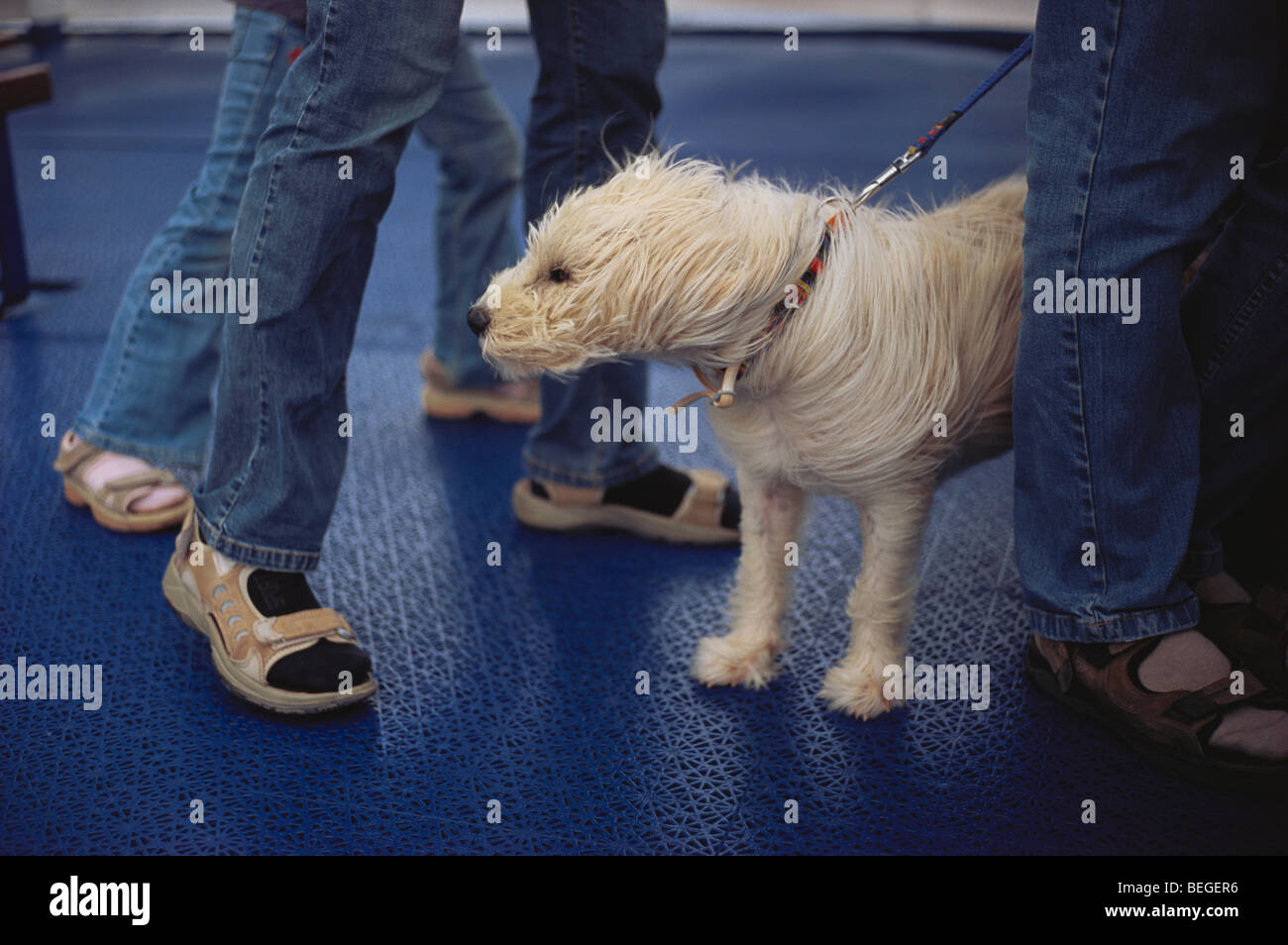 Terrier dog on lead blown in wind on ferry Split Croatia Stock Photo