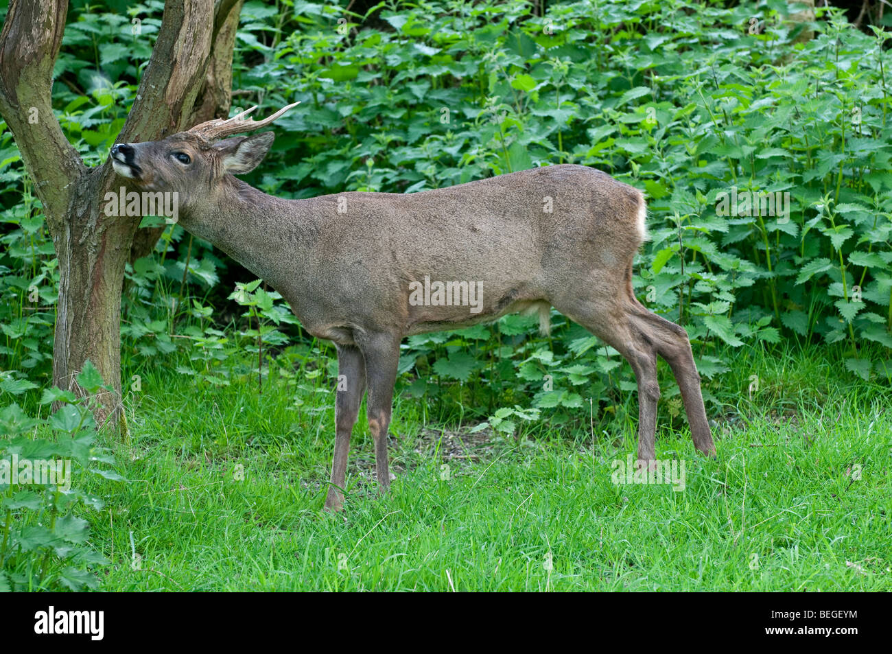 Roe Deer: Capreolus capreolus. Buck, rubbing antlers against tree Stock Photo