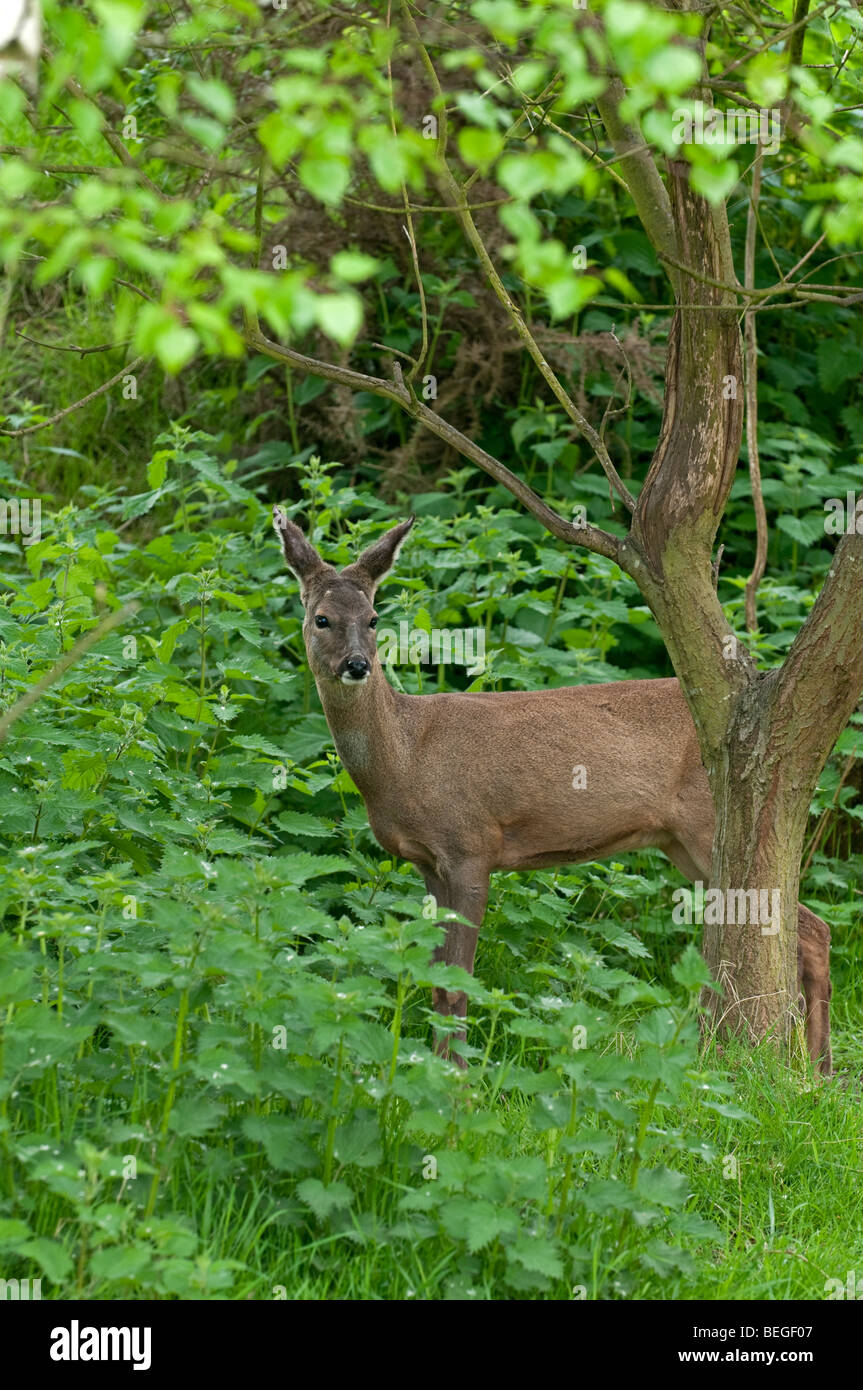 Roe Deer: Capreolus capreolus. Female. Stock Photo