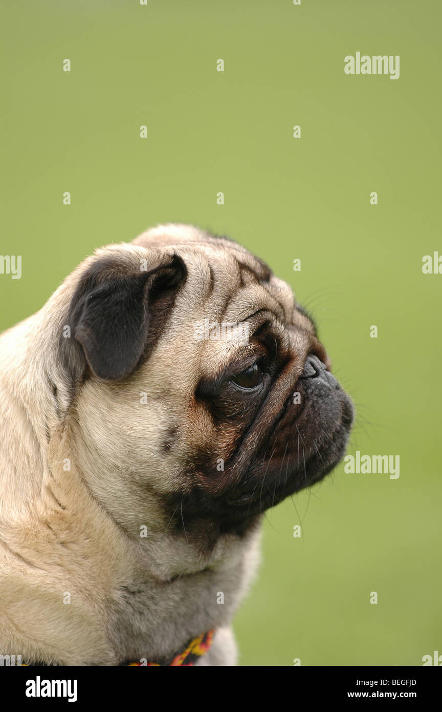 Dog - pug portrait with sad eyes Stock Photo