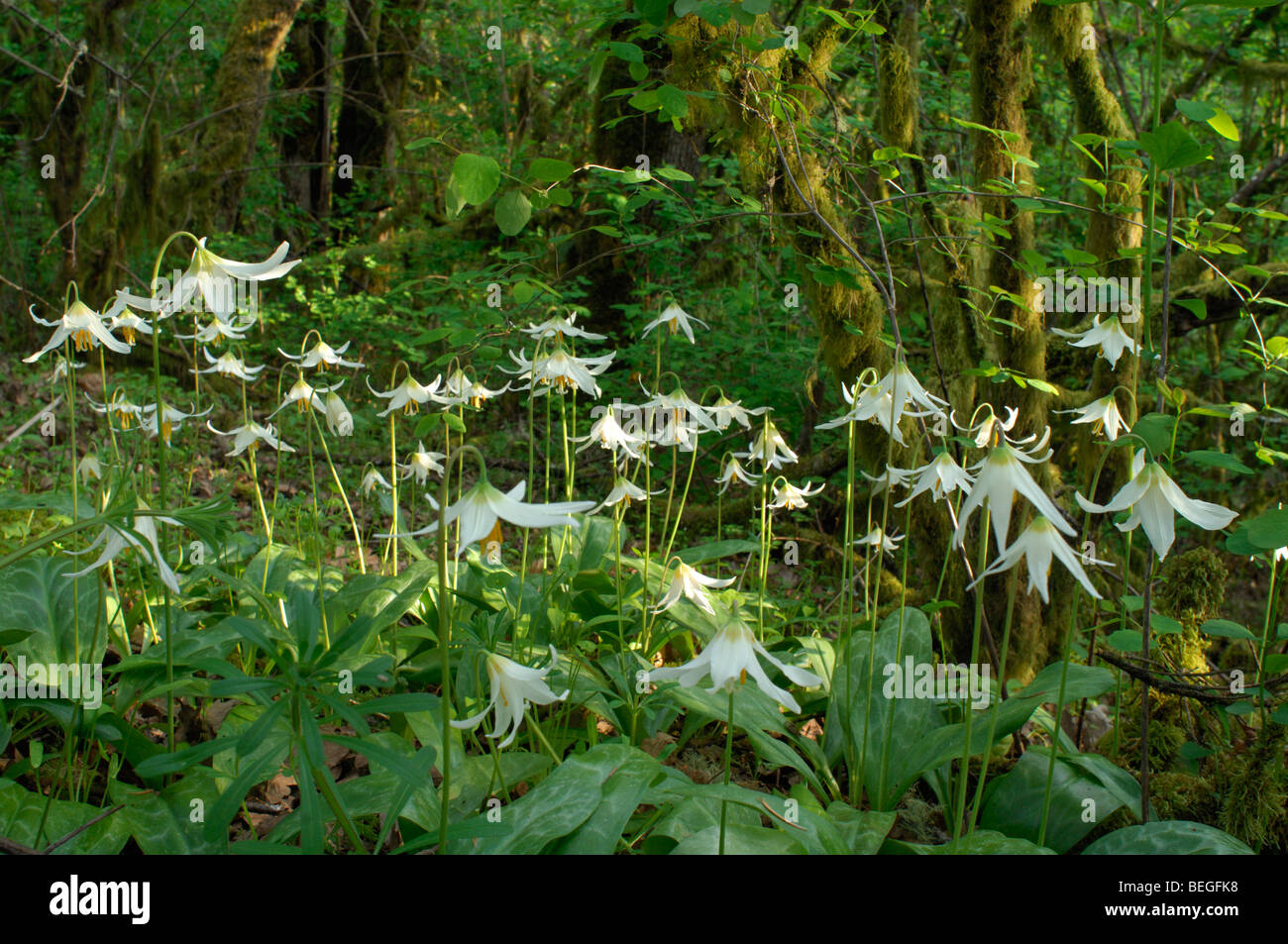 Oregon fawn lily (Erythronium oregonum) Stock Photo