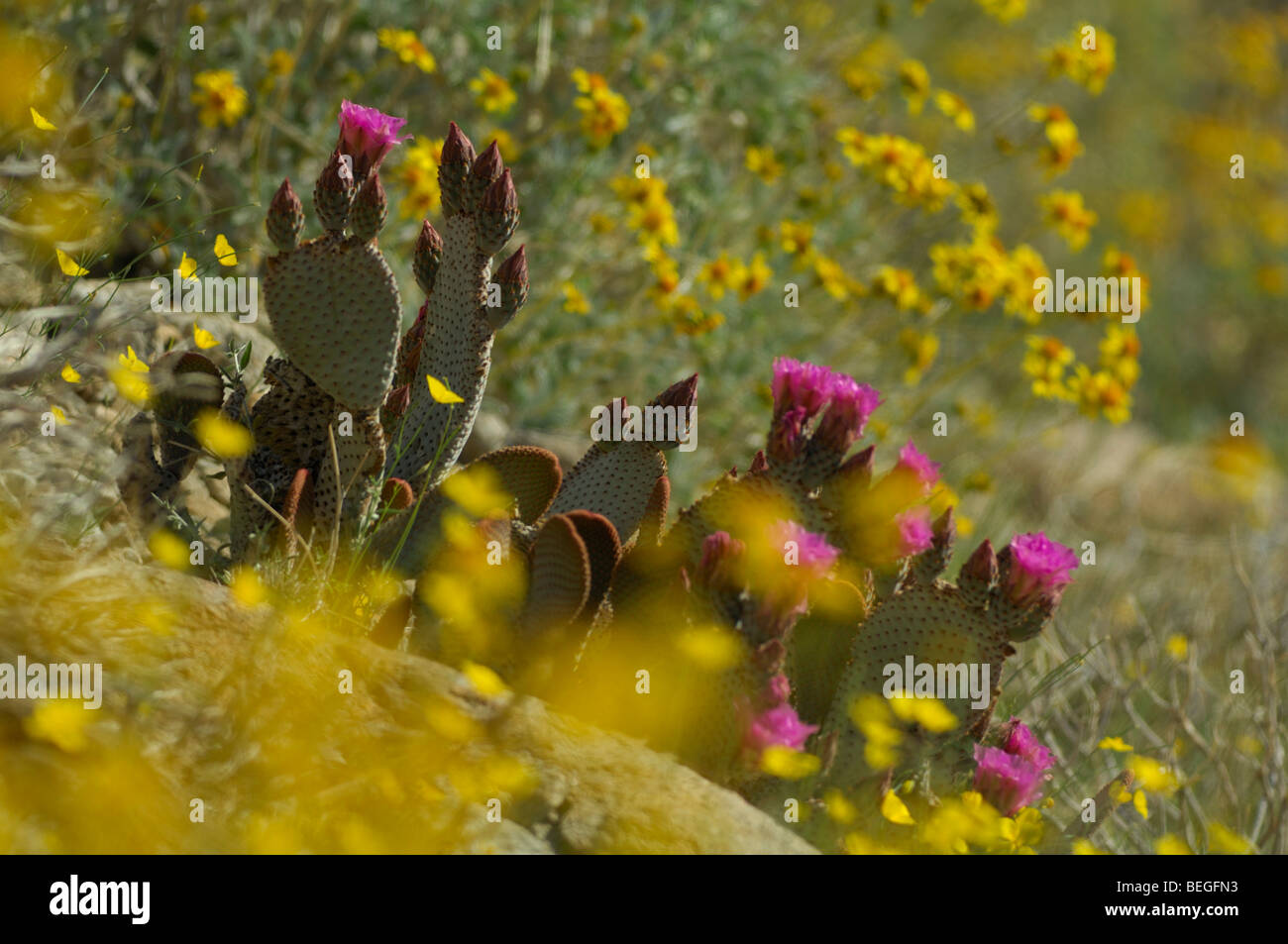 Beavertail cactus (Opuntia basilaris) Stock Photo