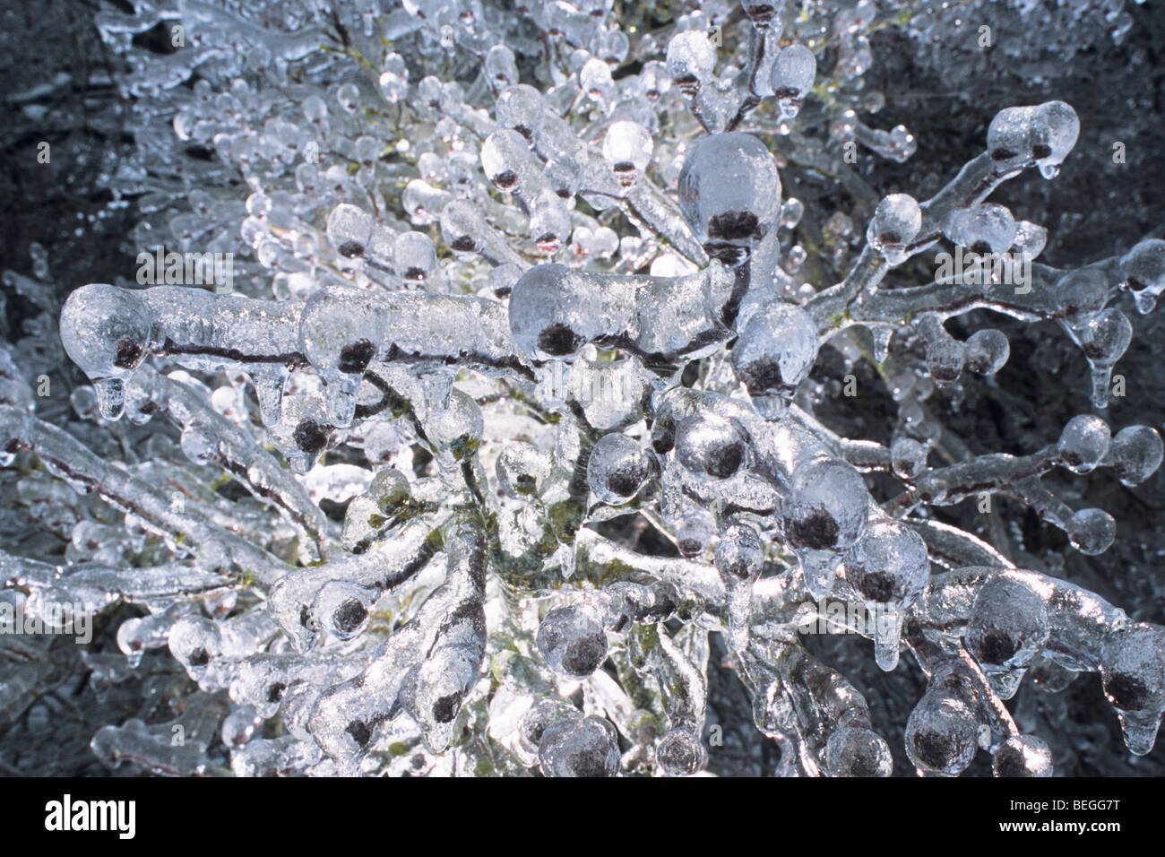 Ice, coating plants after ice storm and freezing rain Stock Photo