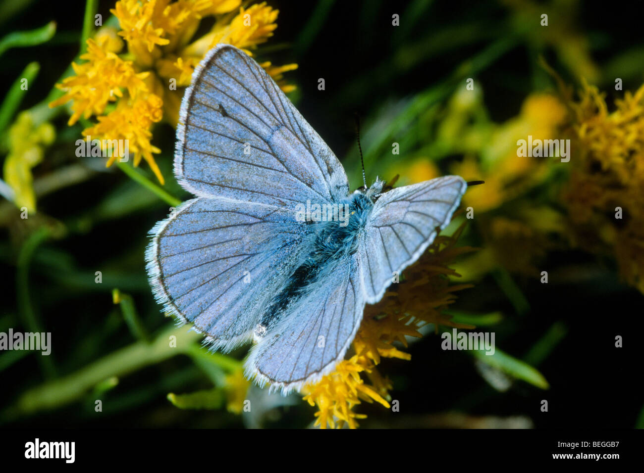 Blue butterfly (Polyommatinae) Stock Photo
