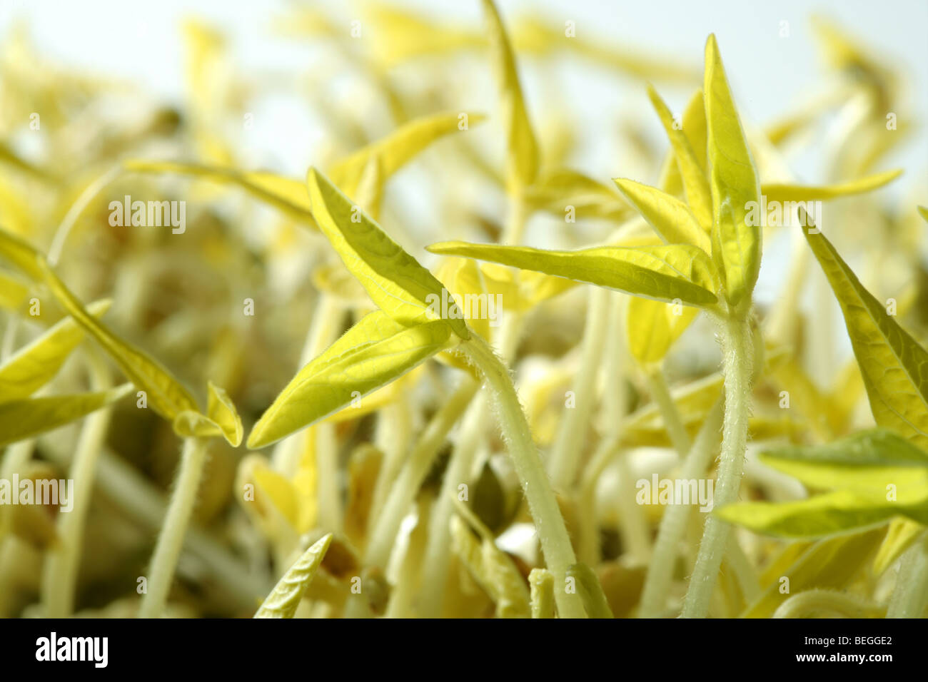Plant embryo hires stock photography and images Alamy