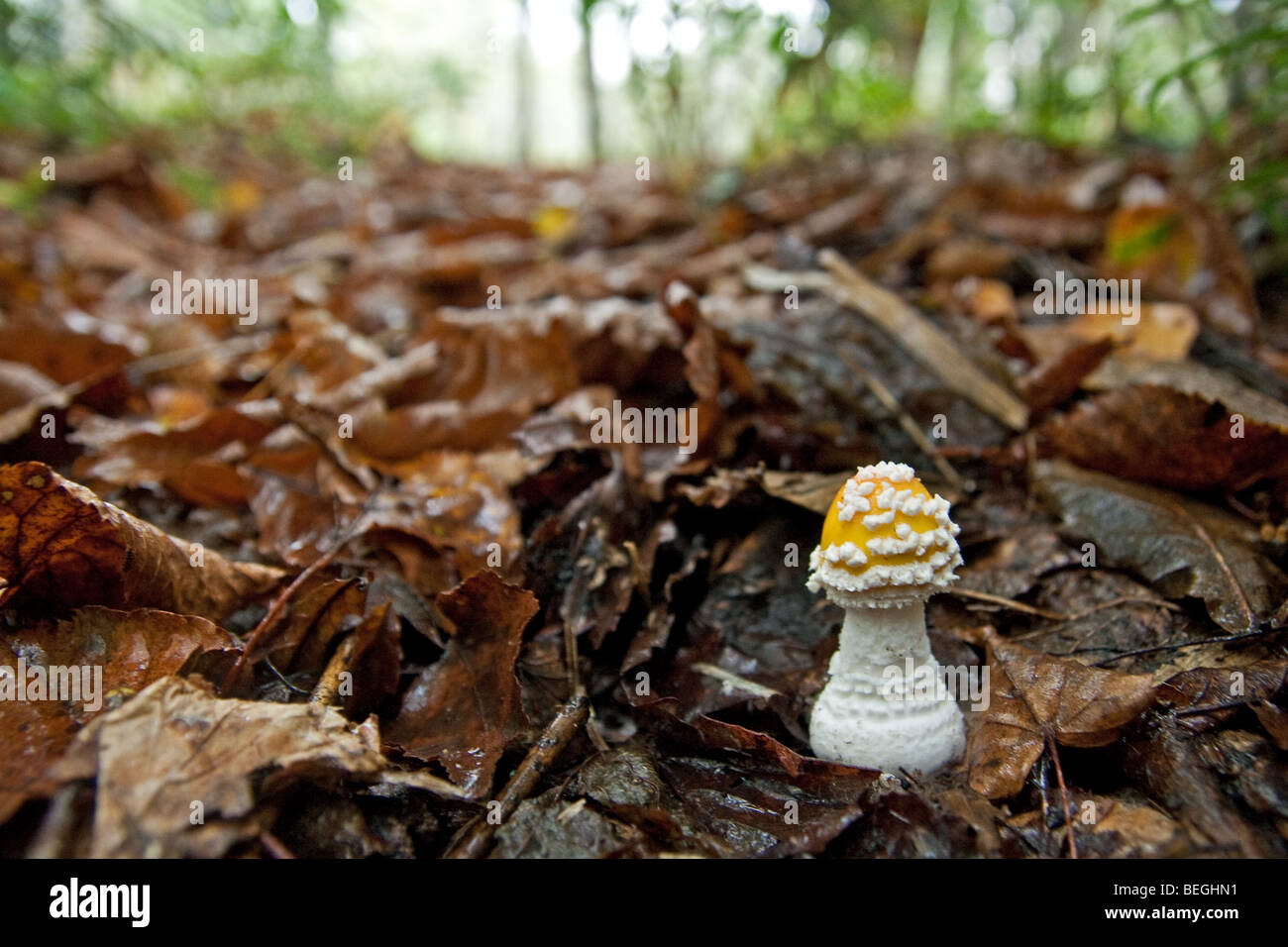 Yellow Fly Agaric (Amanita muscaria), beautiful fresh young growth of the emerging Amanita, fallen leaves and autumn detritus in woodlands of Japan Stock Photo