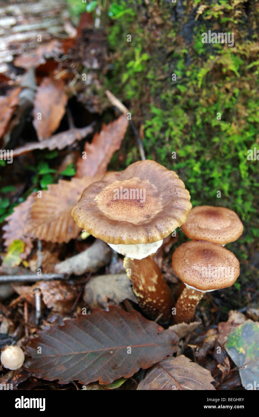 Naratake (Oak mushroom) growing in Togakushi forest, Japan Stock Photo