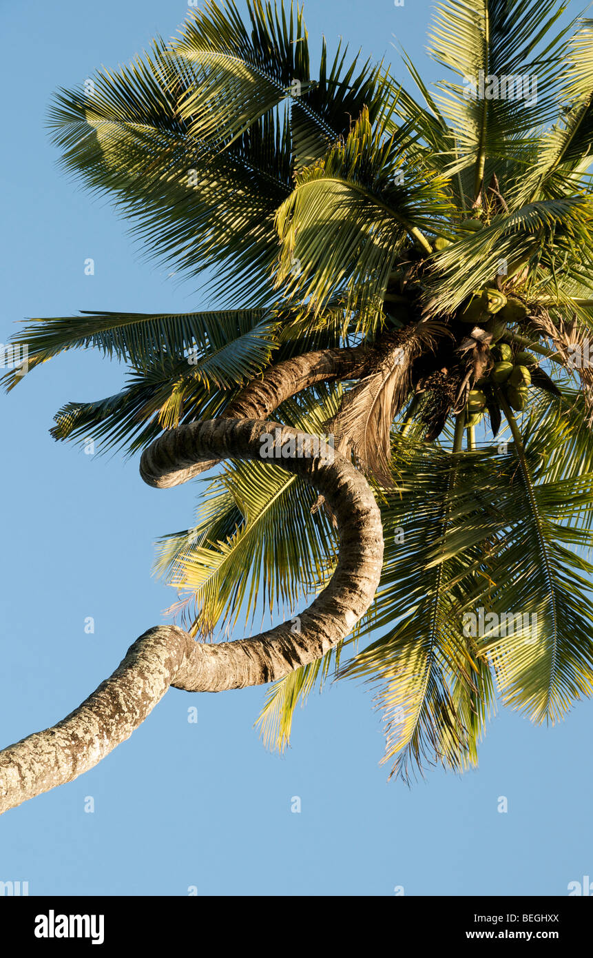 closer view of a coconut tree with a curve trunk Sri lanka Stock Photo