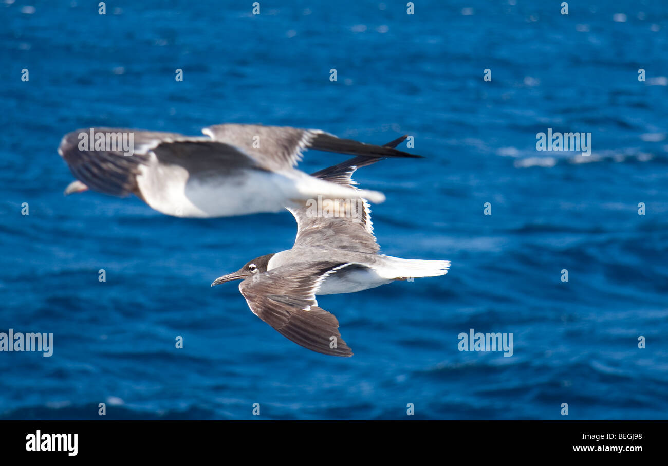 Seagulls on the Red Sea in Egypt Stock Photo - Alamy