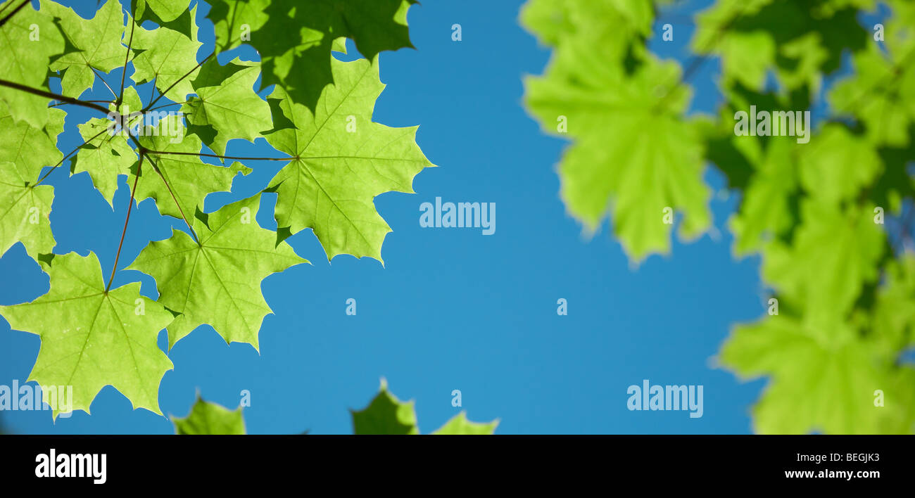 Green maple leaves on blue sky Stock Photo - Alamy