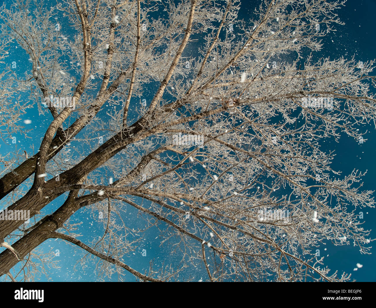 Snowfall on blue sky and tree background Stock Photo - Alamy