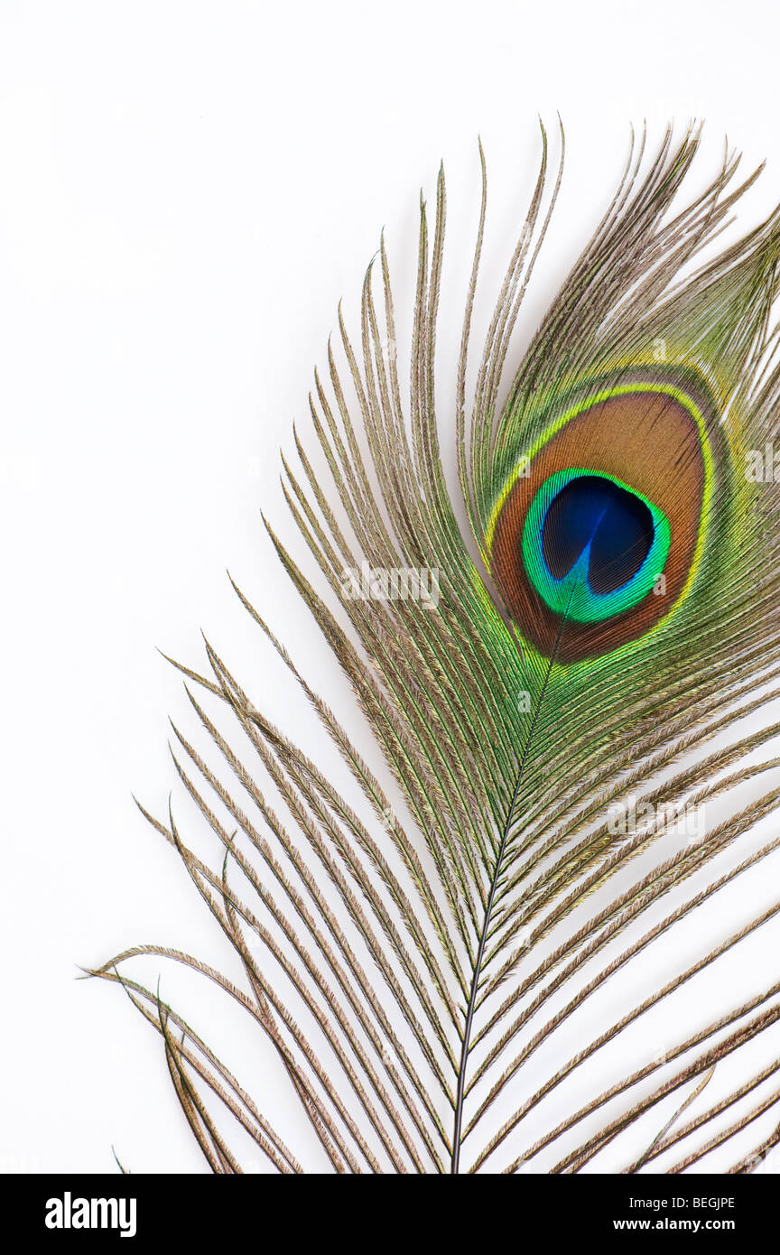 Close up of eye of peacock feather on white background Stock Photo