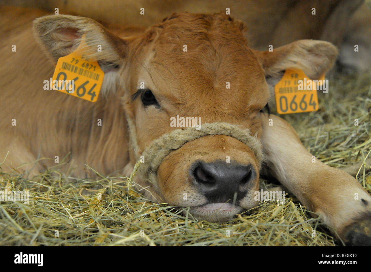 Baby calf on display at the cattle livestock show in Parthenay, Deux-Sevres, France. Stock Photo