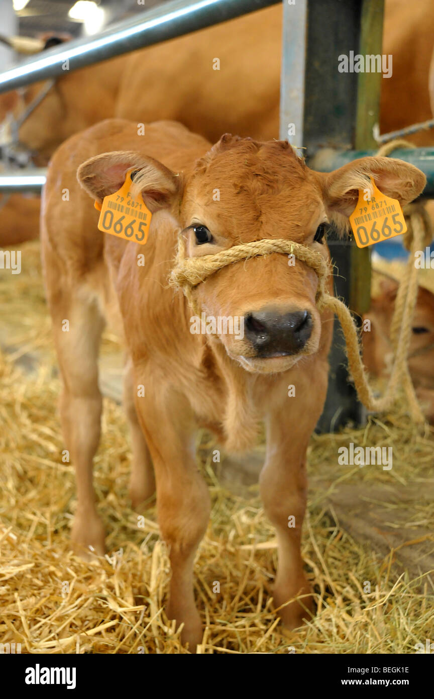 Baby calf on display at the cattle livestock show in Parthenay, Deux-Sevres, France. Stock Photo