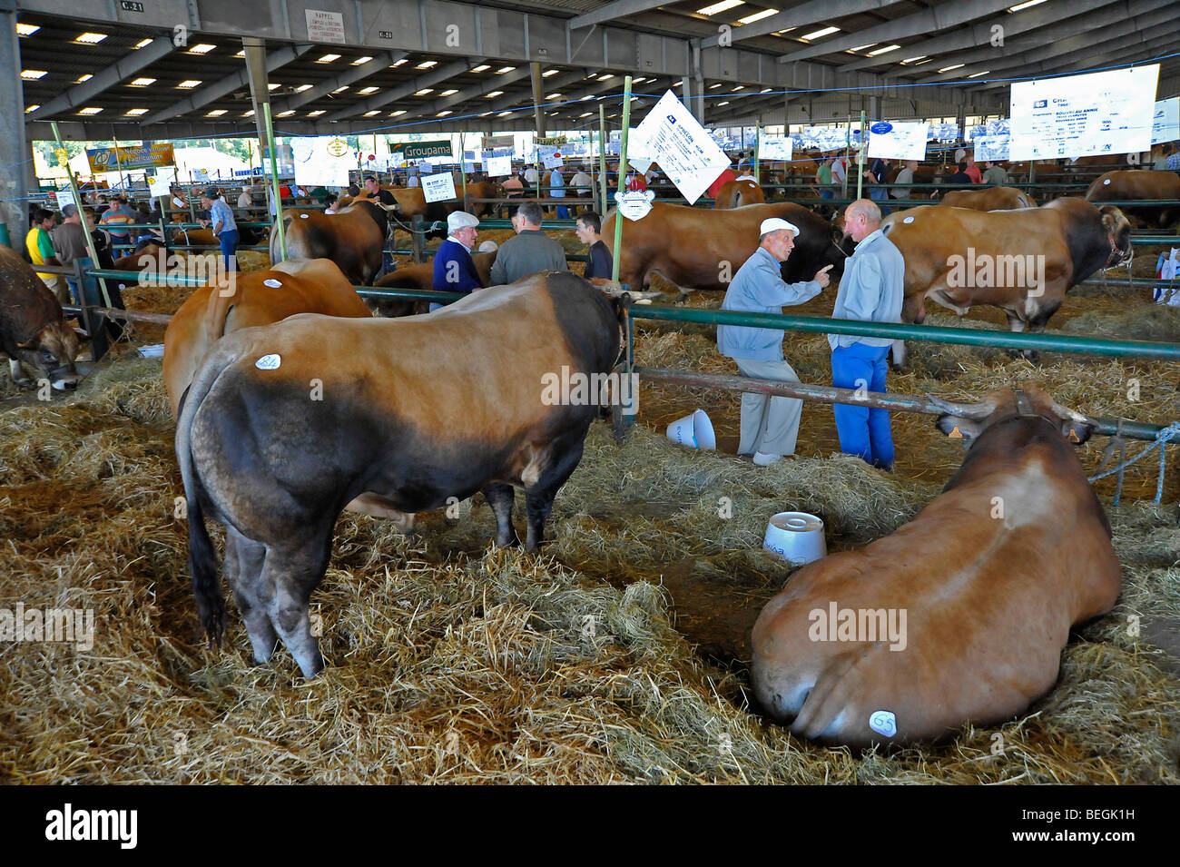 Bull livestock cattle beef farming hires stock photography and images