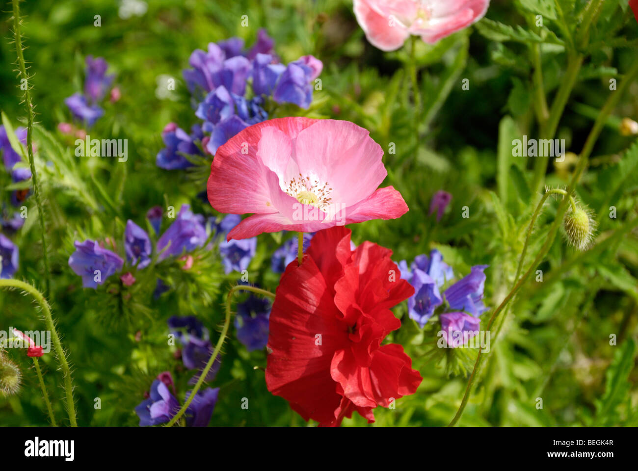 White and red poppies and other flowers in a wildflower garden, Wales Stock Photo