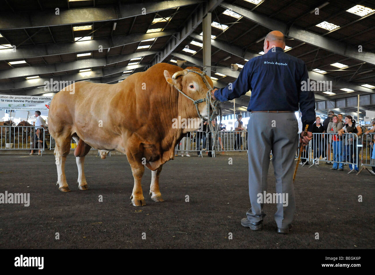 Prize bull on display at the agriculture show in Parthenay, Deux-sevres, France. Stock Photo