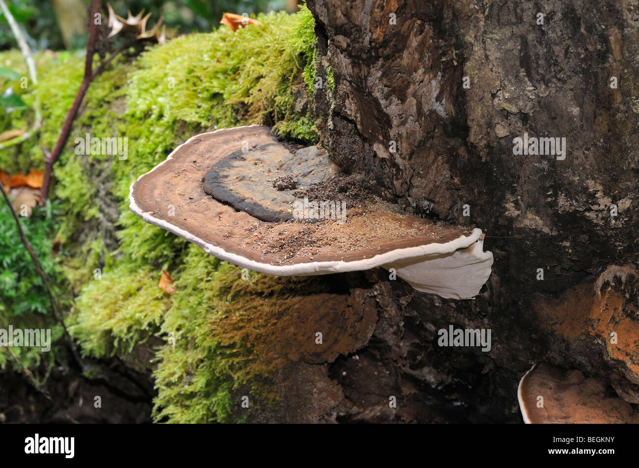 Bracket fungus Ganoderma adspersum on Beech log with orange spore stain Stock Photo