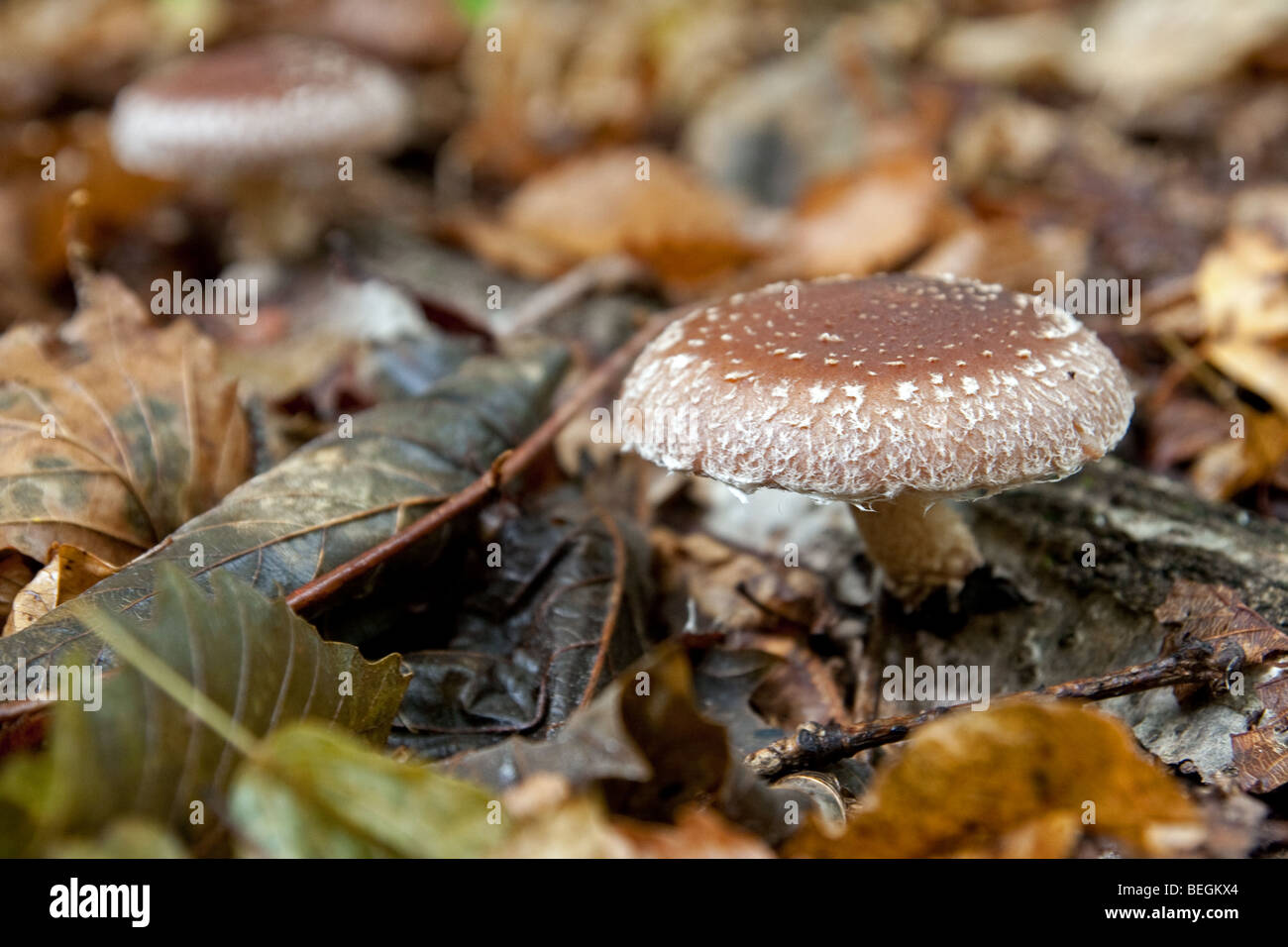 Japanese Shiitake Mushroom Stock Photo - Alamy