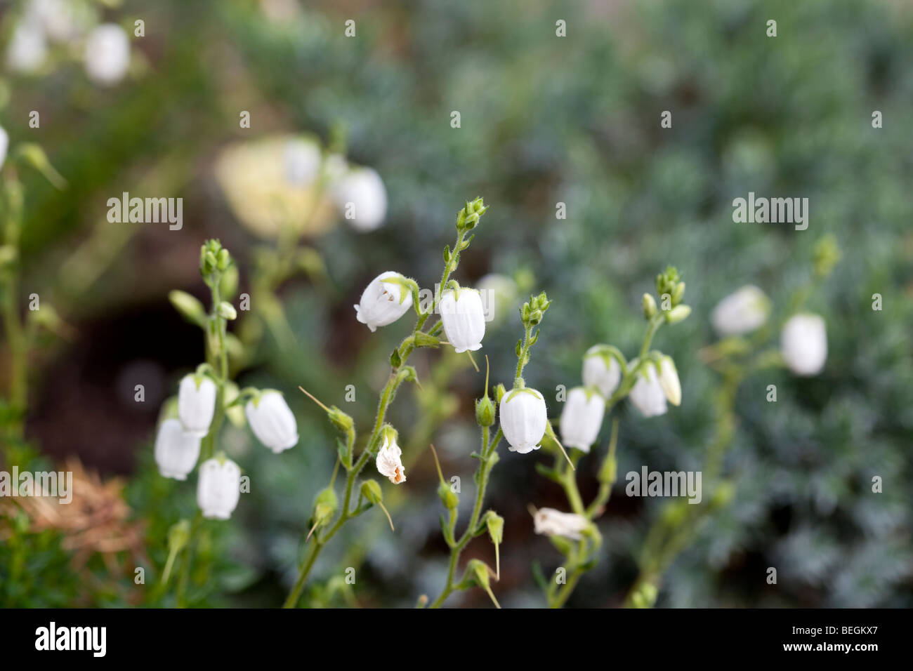 Bell Heather (Daboecia x scotica) Stock Photo