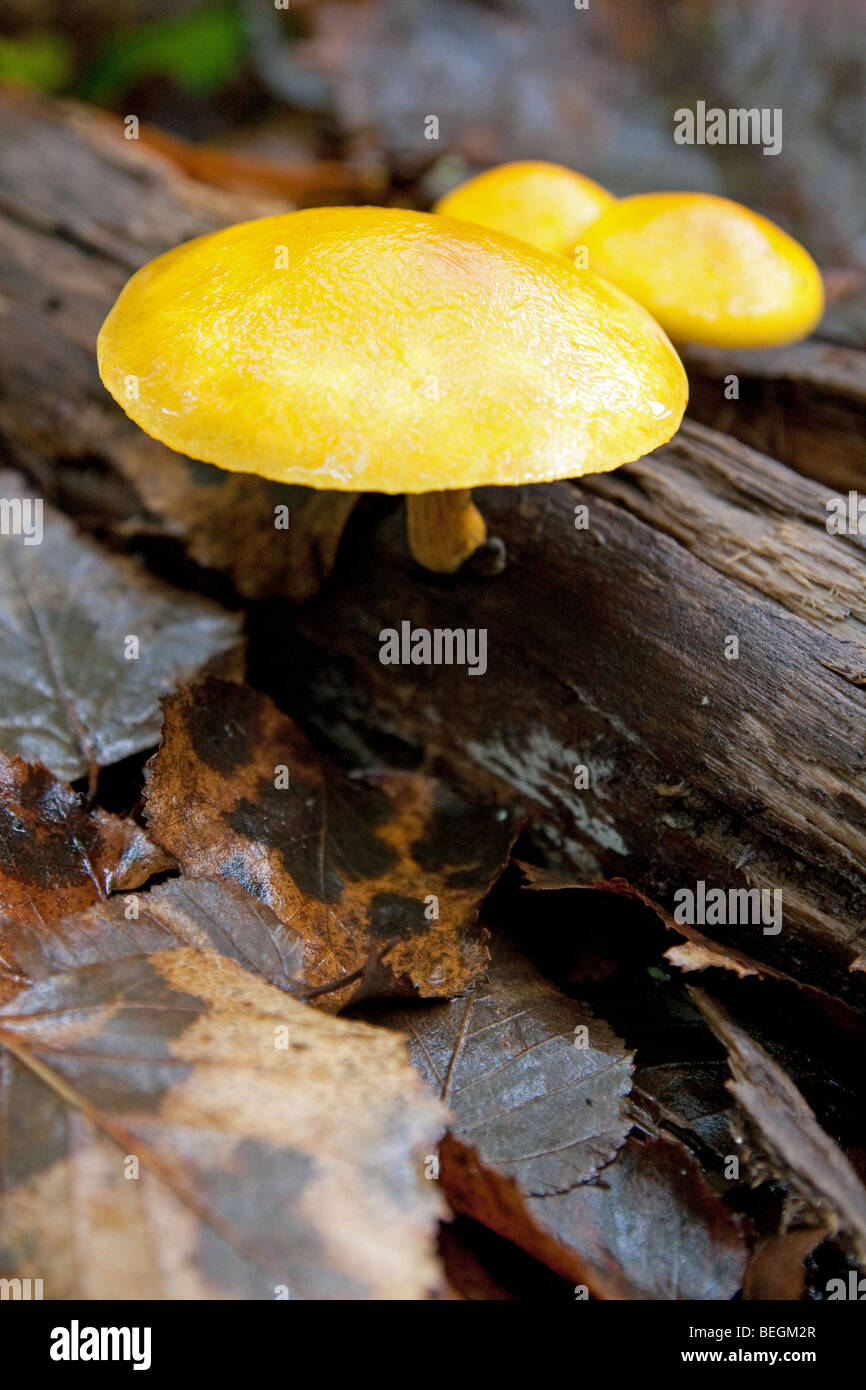 Vividly coloured Pholiota spp of mushroom growing on a fallen dead tree in the forests of