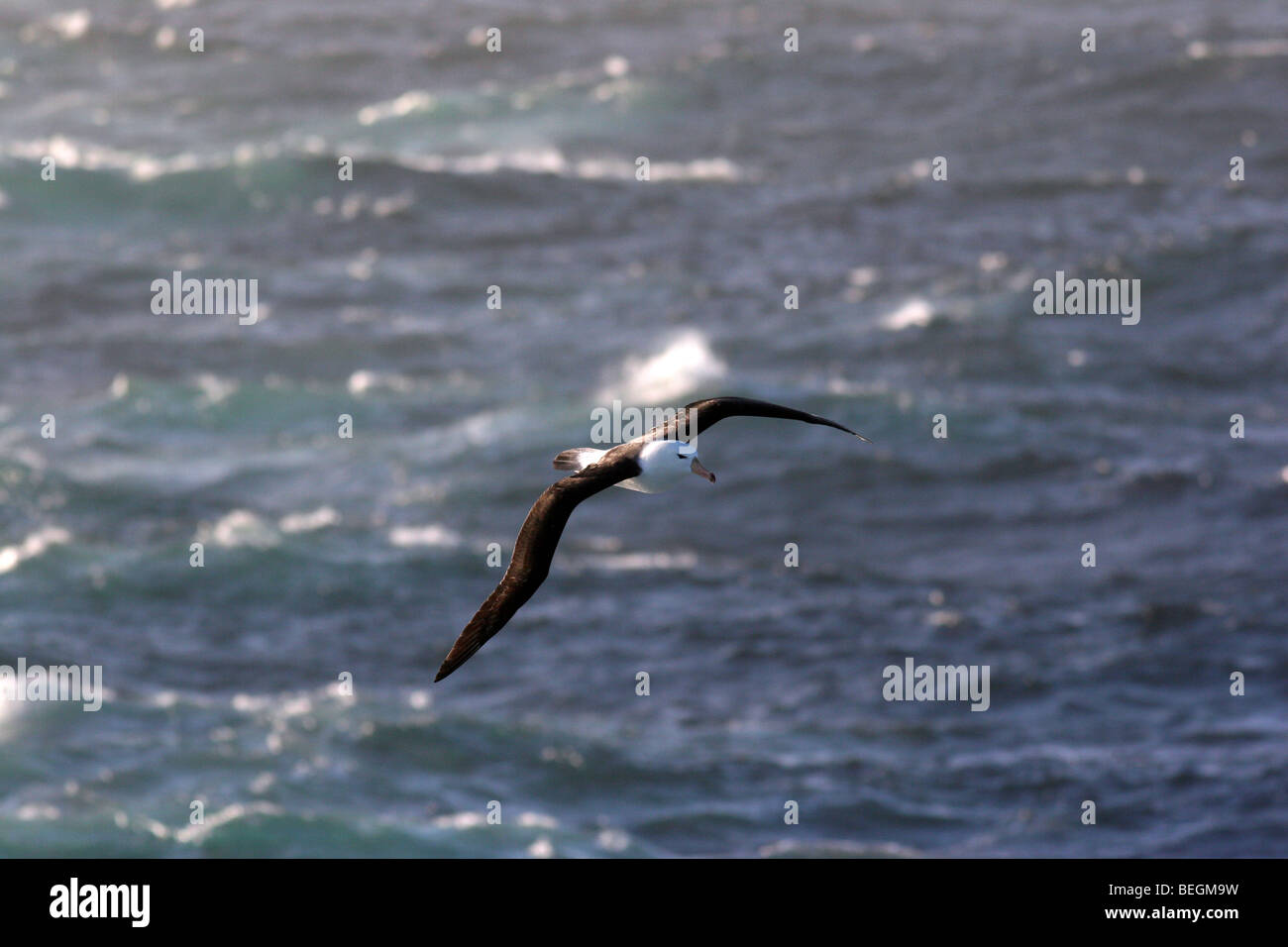 Black-browed albatross in flight, Falkland Islands Stock Photo