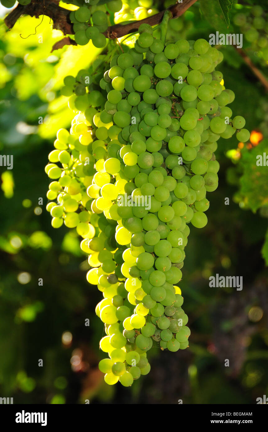 White seedless grapes grow on an arbor. Stock Photo
