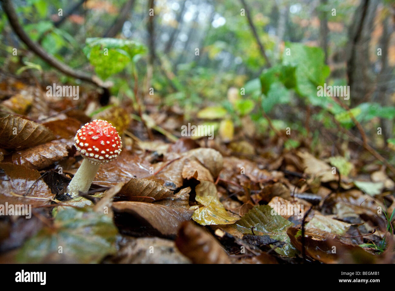 Psychedelic mushrooms hires stock photography and images Alamy