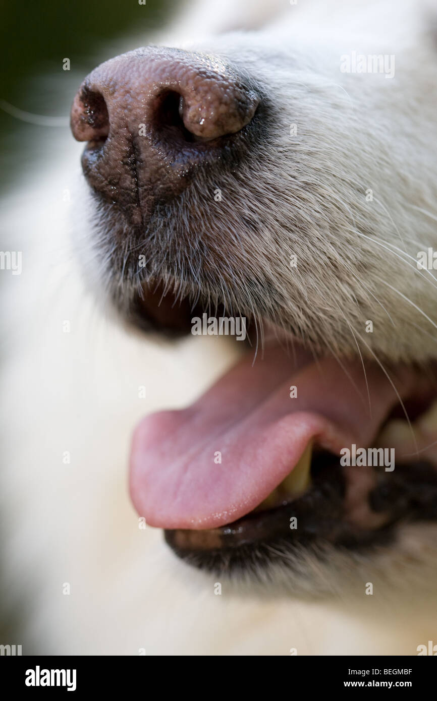 male Keeshond or German Spitz muzzle closeup - half breed because of white fur Stock Photo
