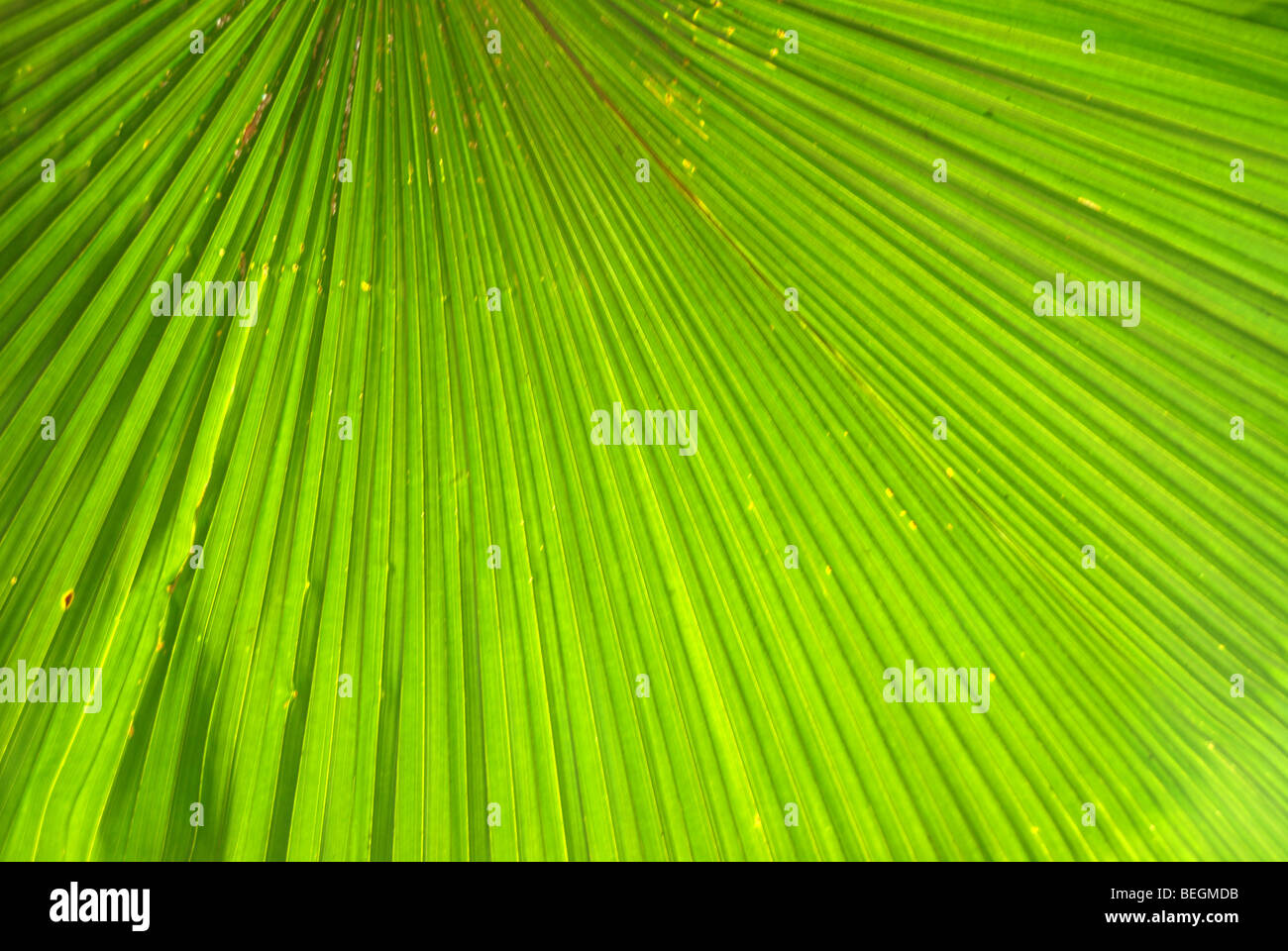 abstract pattern of palm leaf, Singapore Stock Photo