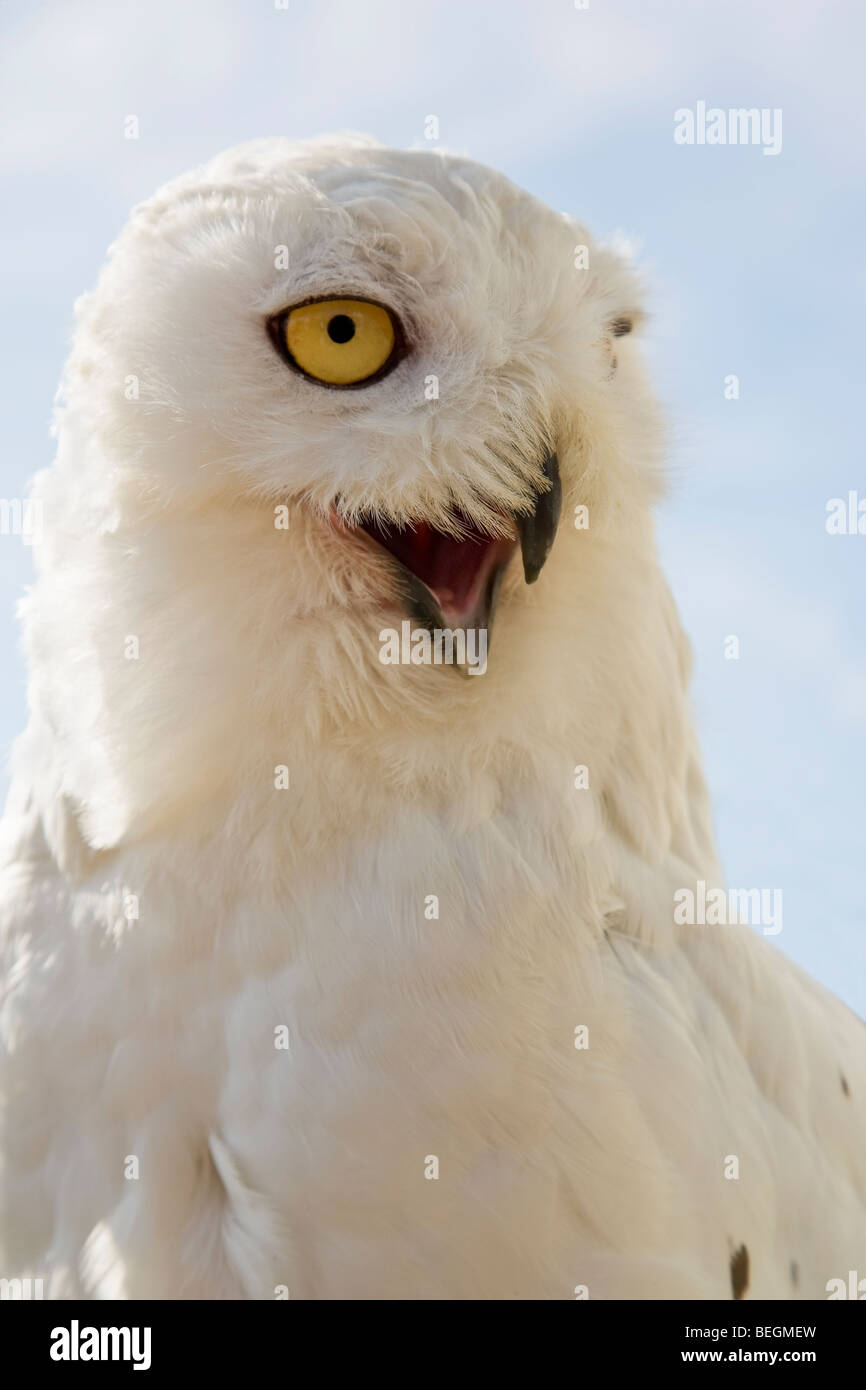 Snowy Owl ( Nyctea scandiaca ) Stock Photo