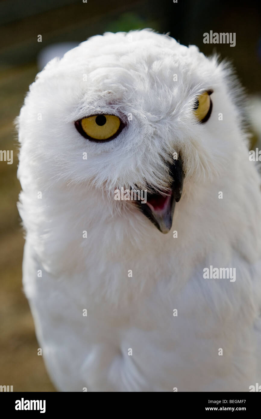 Snowy Owl ( Nyctea scandiaca ) Stock Photo